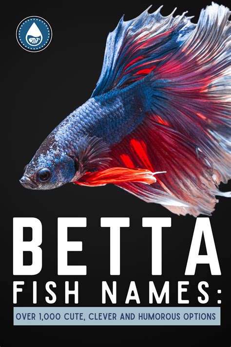 beta fish names|1000+ Clever and Funny Betta Fish Names – Male or Female.